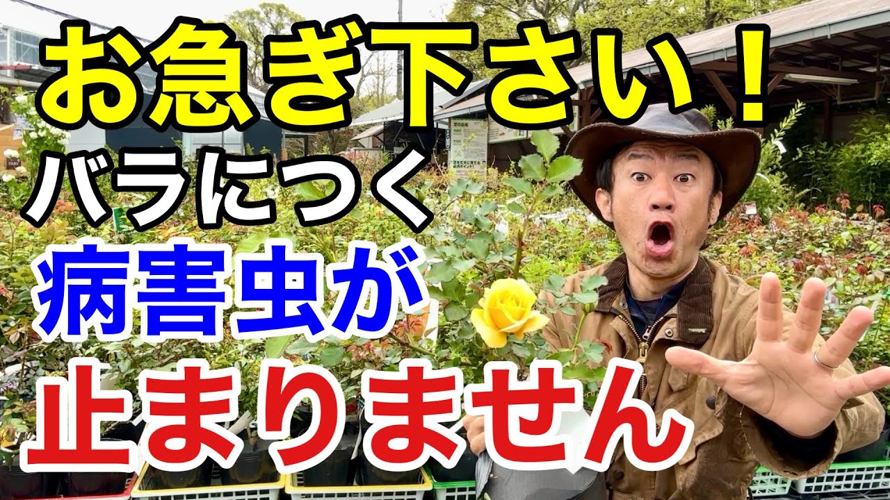 【目からウロコ】バラの病害虫をいち早く止める方法教えます　　　【カーメン君】【園芸】【ガーデニング】【初心者】