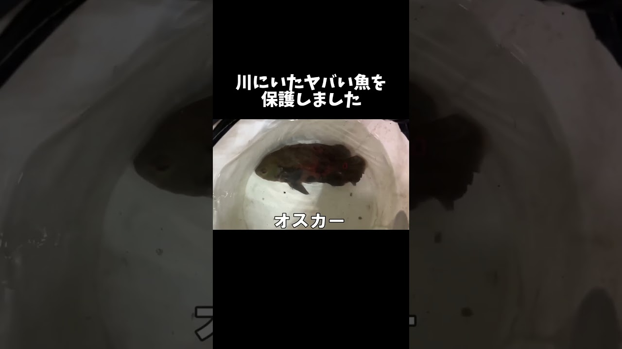 川にいたヤバい魚を保護しました #shorts