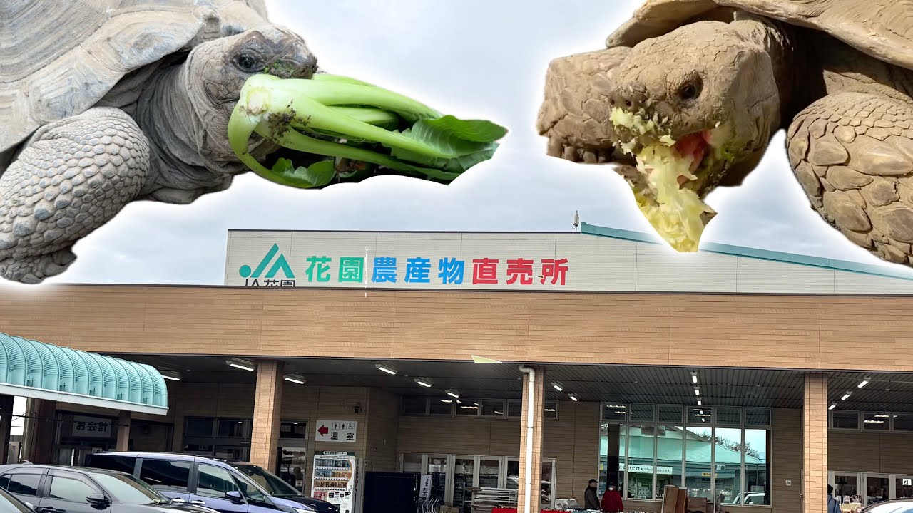 農産物直売所で格安の野菜を爆買いしてリクガメに与えまくる・・・！