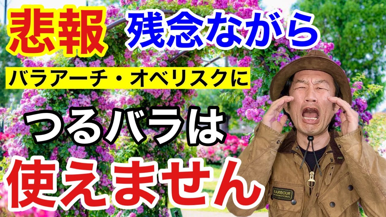 【ごめんなさい】初心者が知っておくべき「つるバラ」の育て方教えます　　　　　　　　【カーメン君】【園芸】【ガーデニング】