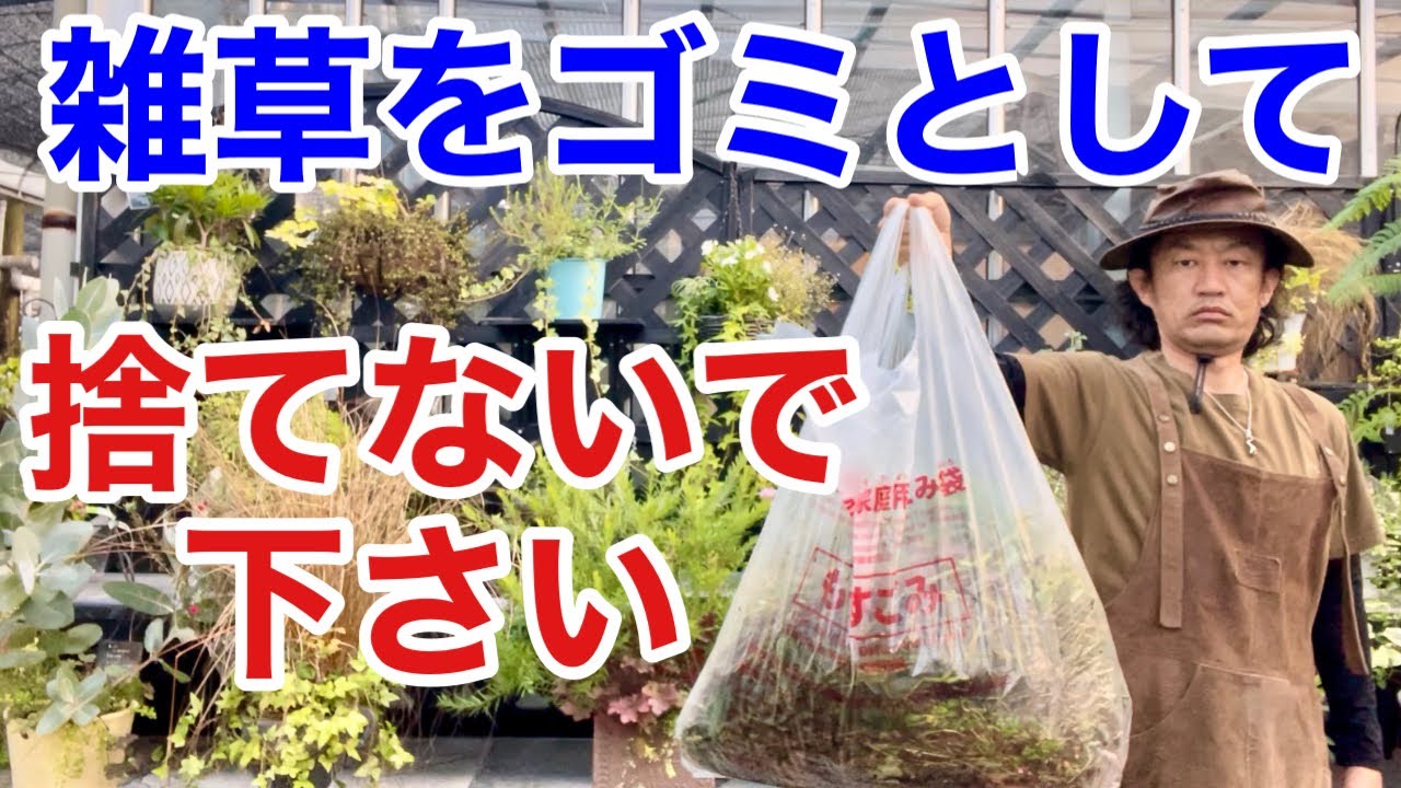 【目からウロコ】お庭の雑草を捨てずに利用する方法教えます　【カーメン君】【園芸】【ガーデニング】【初心者】【雑草退治】