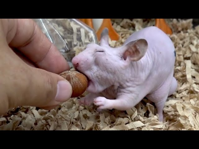 ハゲたハムスターに殻付きの木の実を与えてみた結果・・・！