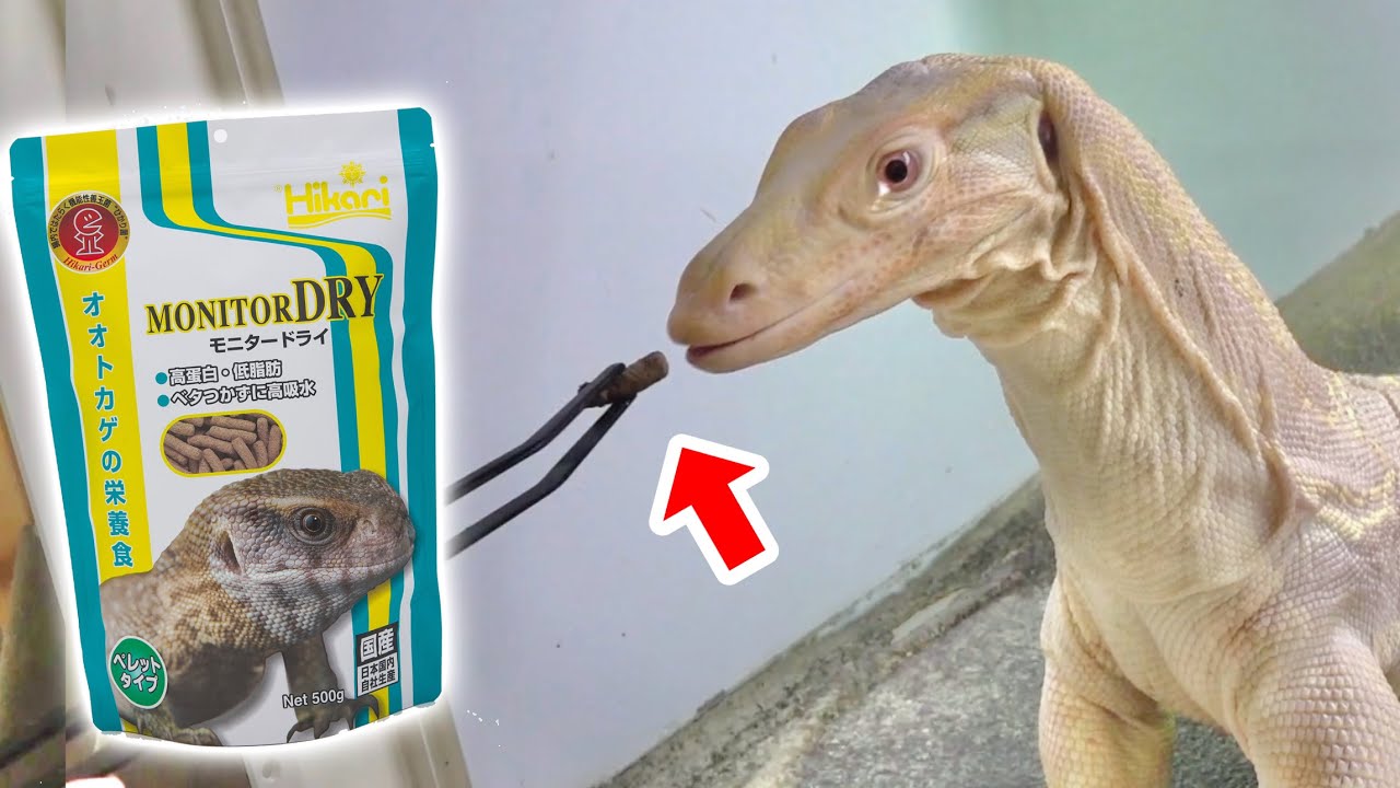 遂に出た！ふやかすだけで使えるオオトカゲ用の人工フードを与えてみる