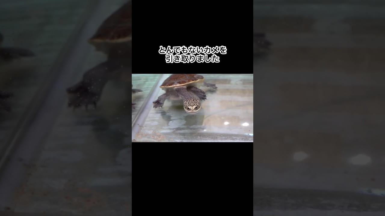 とんでもないカメを引き取りました #shorts
