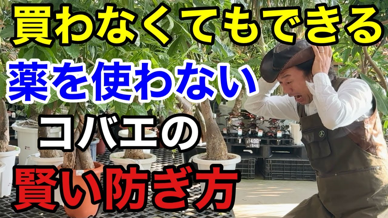 【目からウロコ】家であるものでコバエは簡単に防ぐ事ができます　            【カーメン君】【園芸】【ガーデニング】【初心者】