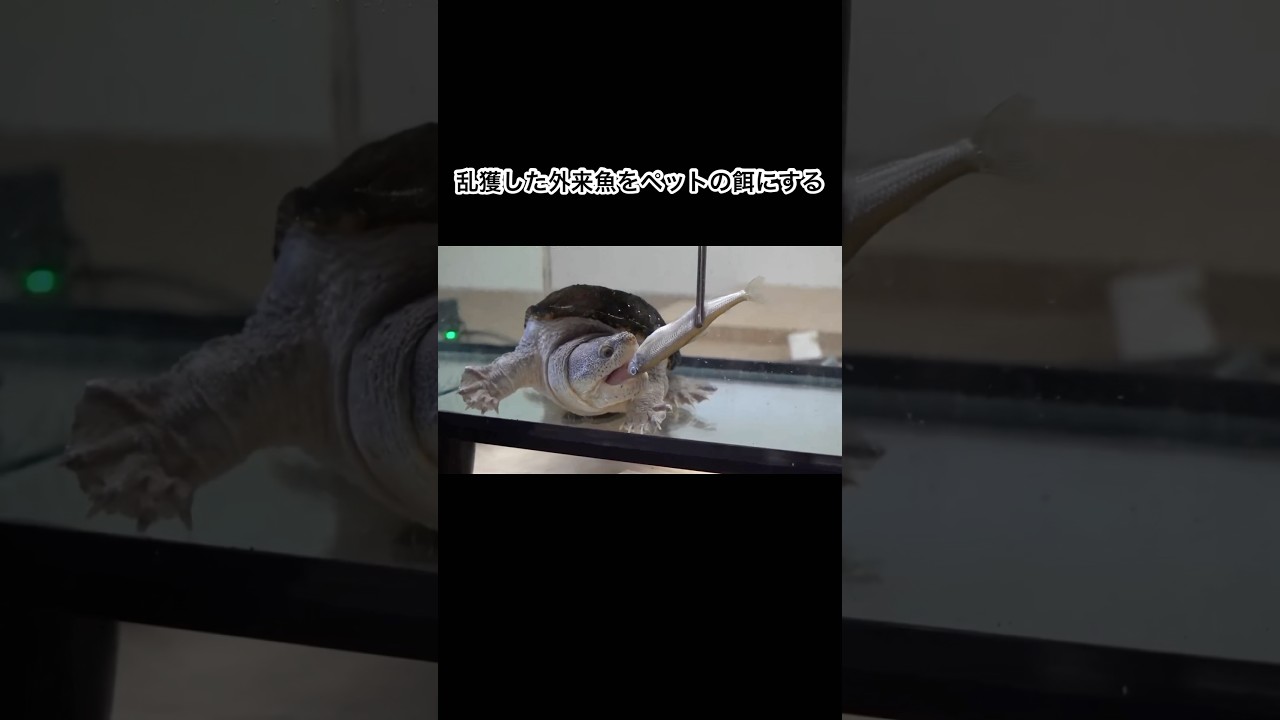 乱獲した外来魚をペットの餌にする　#shorts