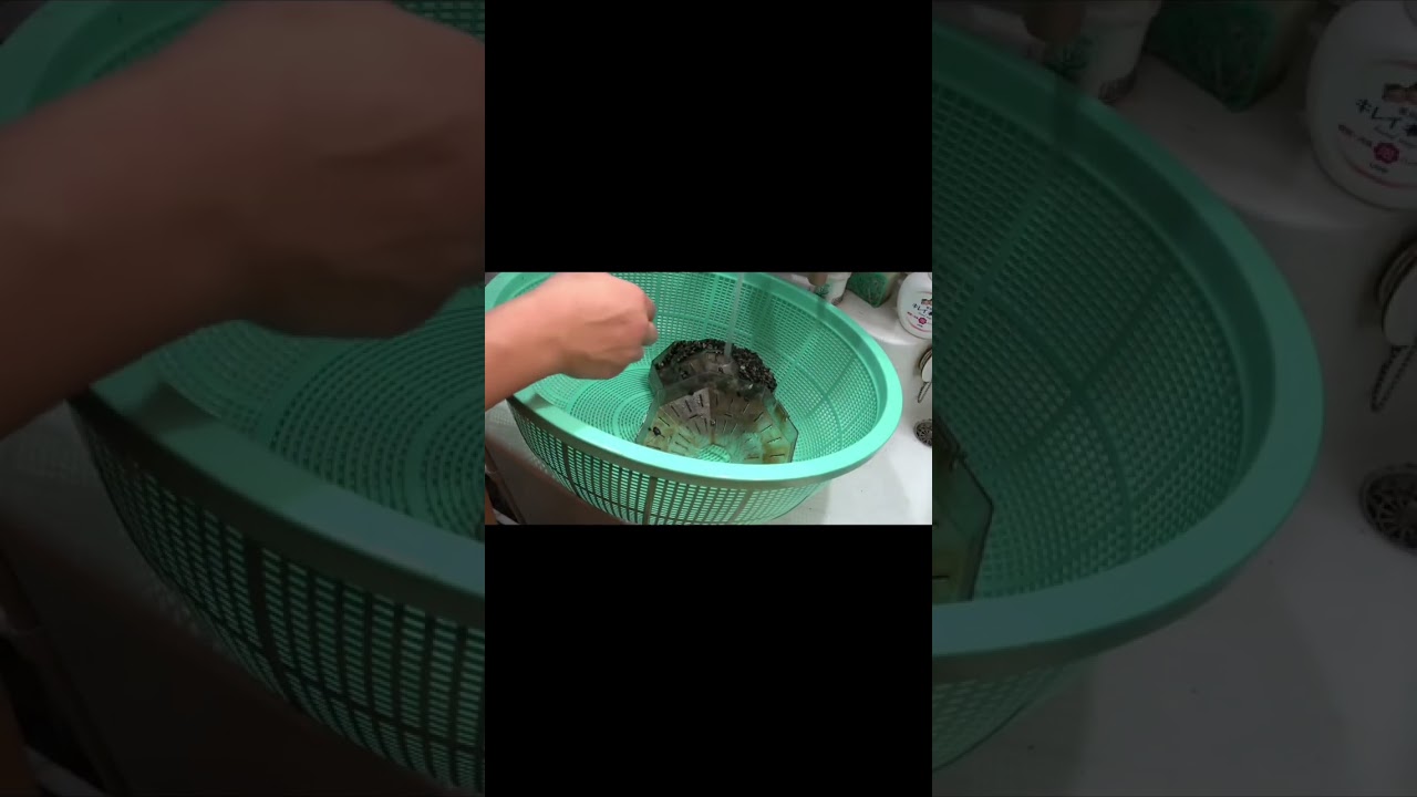 ワニ飼育水槽の大掃除　#shorts