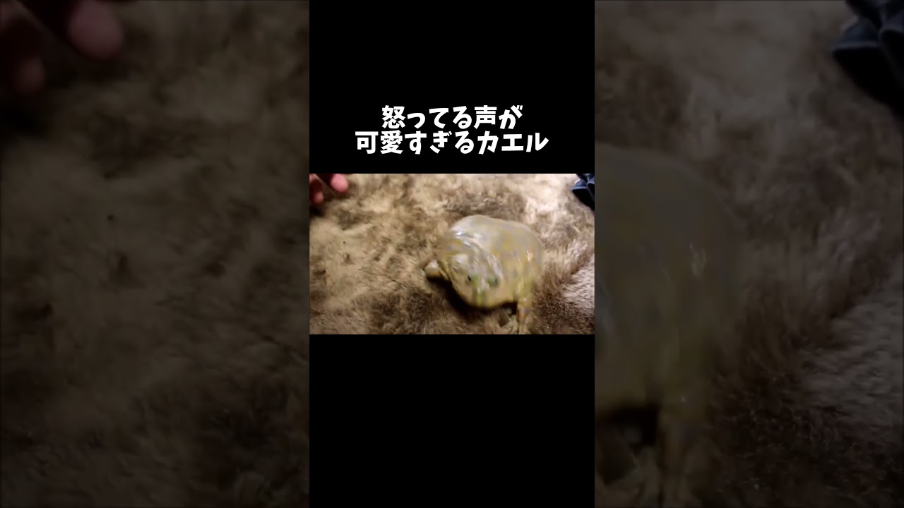 怒ってる声が可愛すぎるカエル #shorts