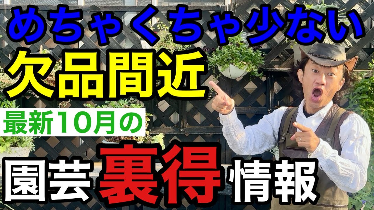 【いよいよ動け！】うかうかしてると来月には無くなります　　　【2025年10月】【園芸情報】【カーメン君】