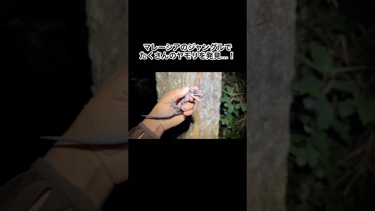 マレーシアのジャングルにたくさんのヤモリがいました #shorts