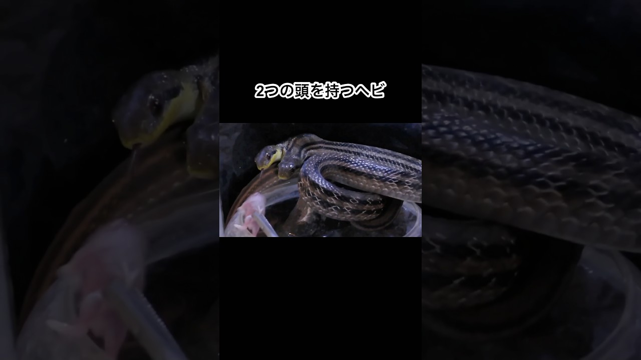 ２つの頭を持つヘビ　#shorts