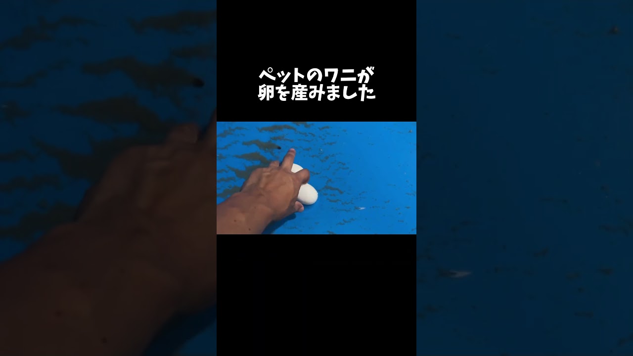 ペットのワニが卵を産みました #shorts