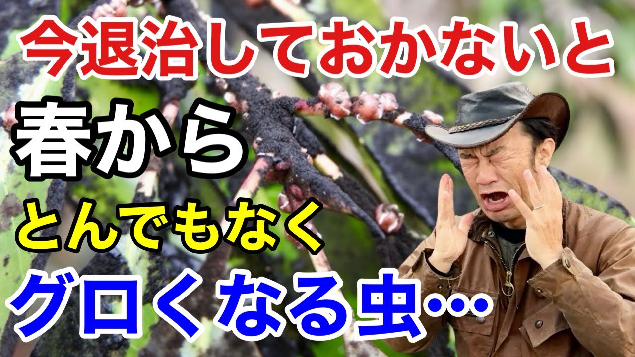 【葉が真っ黒に】防除困難なカイガラムシの効果的な退治方法教えます　　　　　　　【カーメン君】【園芸】【ガーデニング】【初心者】