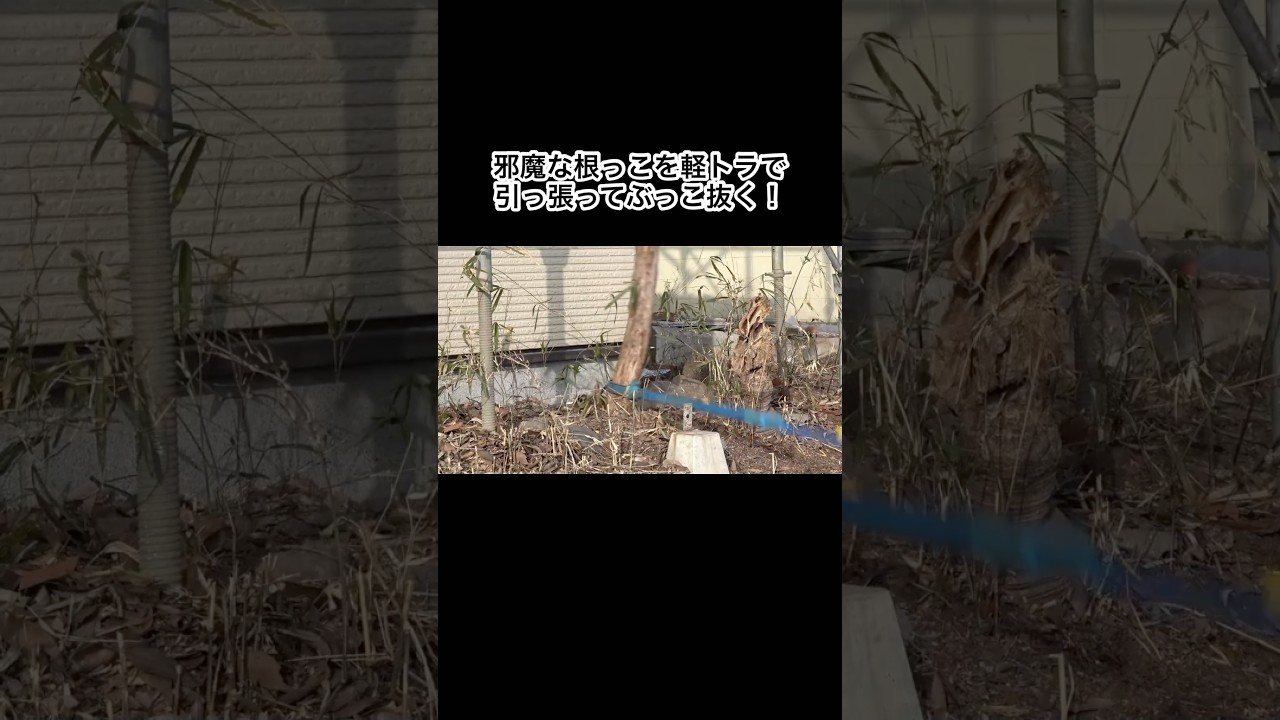 邪魔な木の根っこを軽トラで引っ張ってぶっこ抜く！ #shorts
