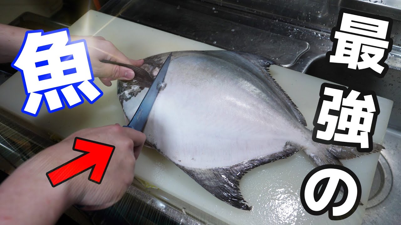 捌く難易度【S】謎すぎる魚『マナガツオ』が美味すぎるwww