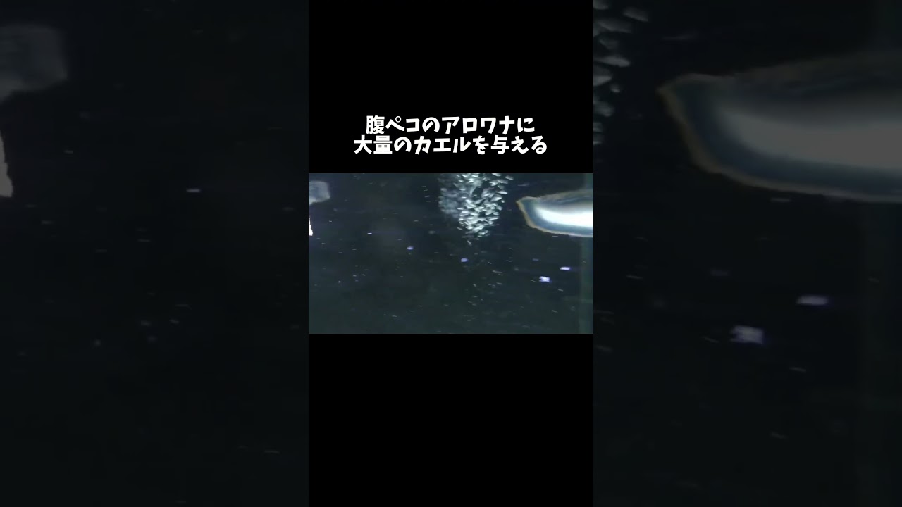 腹ペコのアロワナに大量のカエルを与える #shorts
