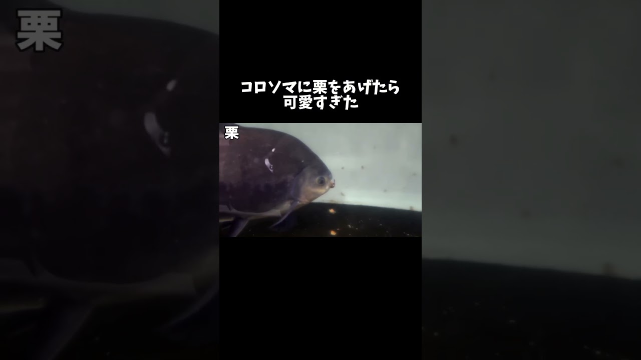 ナッツクラッカーの異名を持つ魚に栗をあげた結果… #shorts