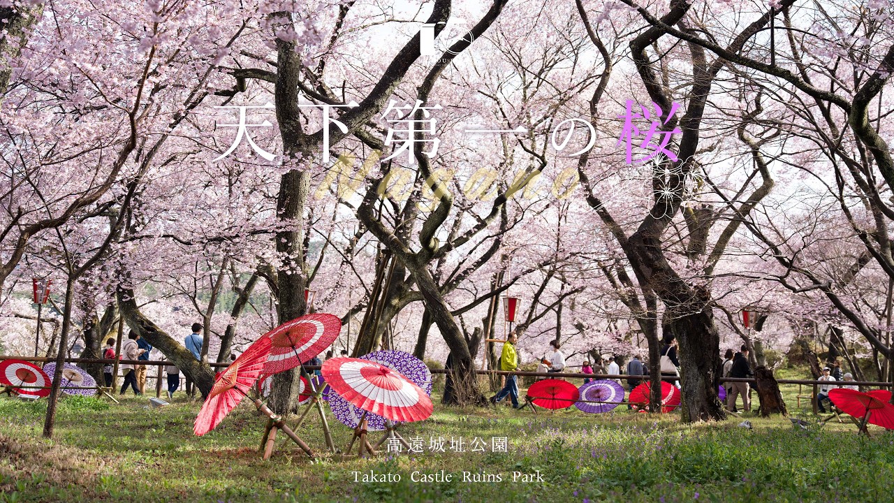 【満開】高遠城址公園から城下町の蕾から満開の桜。春の田舎風景｜信州