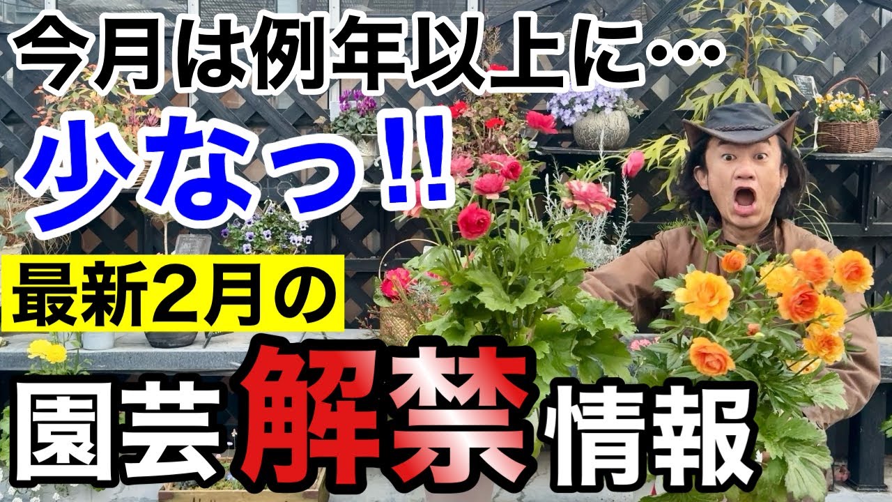 【売り切れごめん!!】寒くても2月中に買っておくべき植物教えます　　【園芸】【ガーデニング】【初心者】