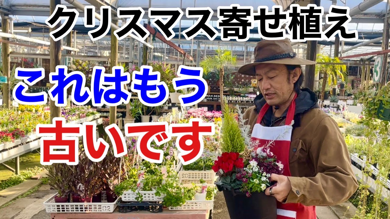最新クリスマス寄せ植え　今年作るならこれです　【カーメン君】【園芸】【ガーデニング】【初心者】japanese flowers in containers