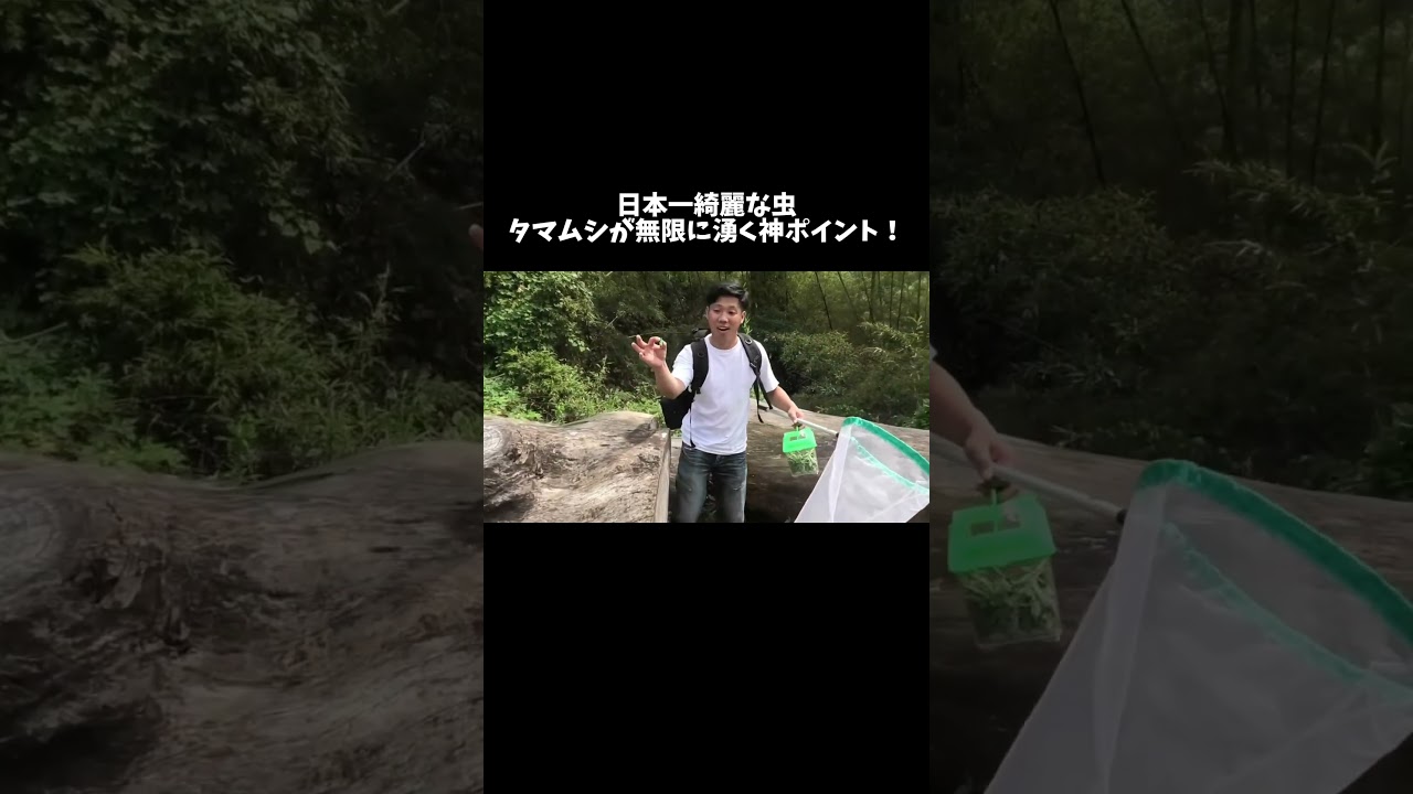 日本一綺麗な虫、タマムシが無限に湧くポイントを見つけました #shorts