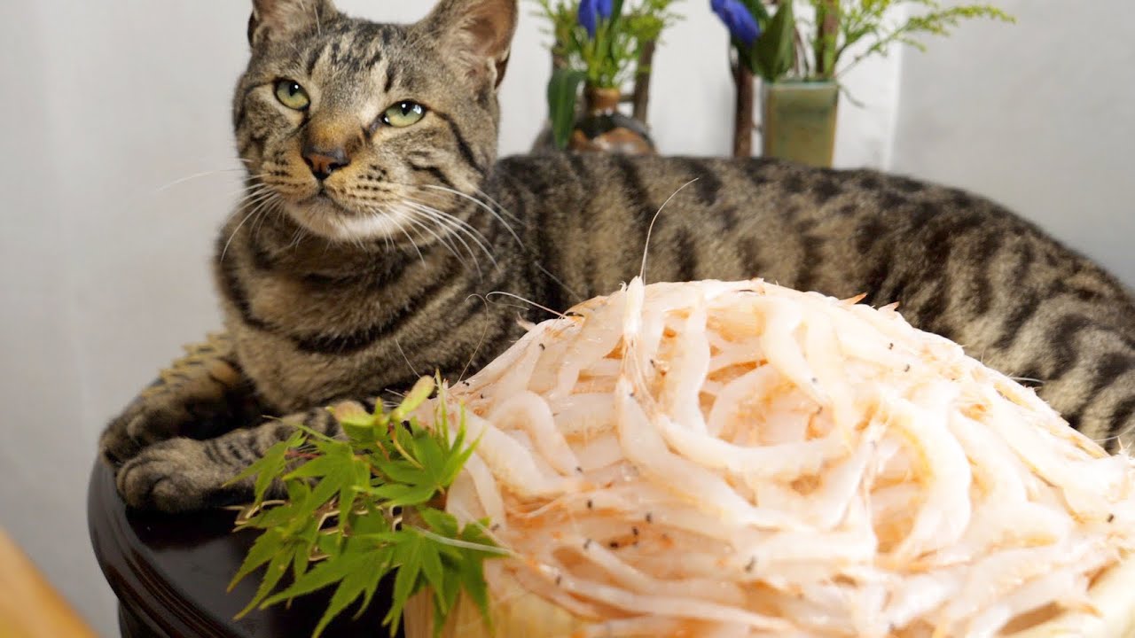 世界一『手間のかかるエビ』を使って生エビ丼作ってみた！