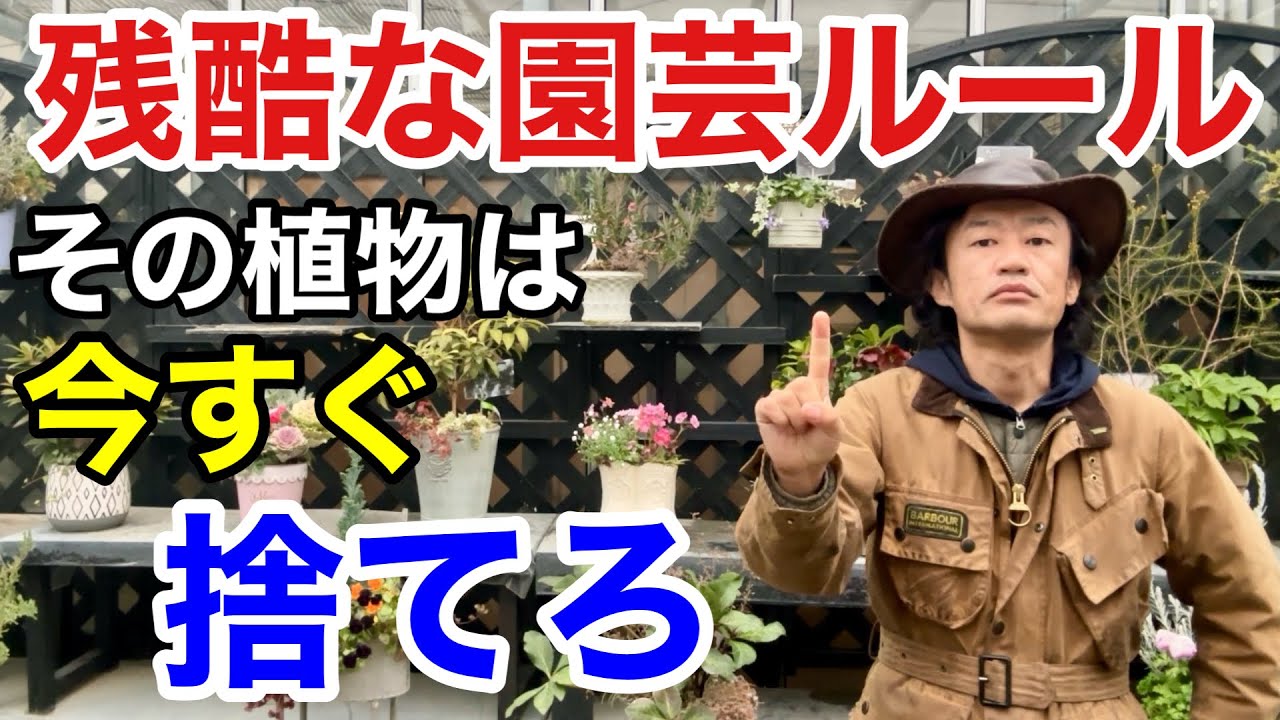 【捨てれない方へ】植物の上手な減らし方教えます　【カーメン君】【園芸】【ガーデニング】【初心者】