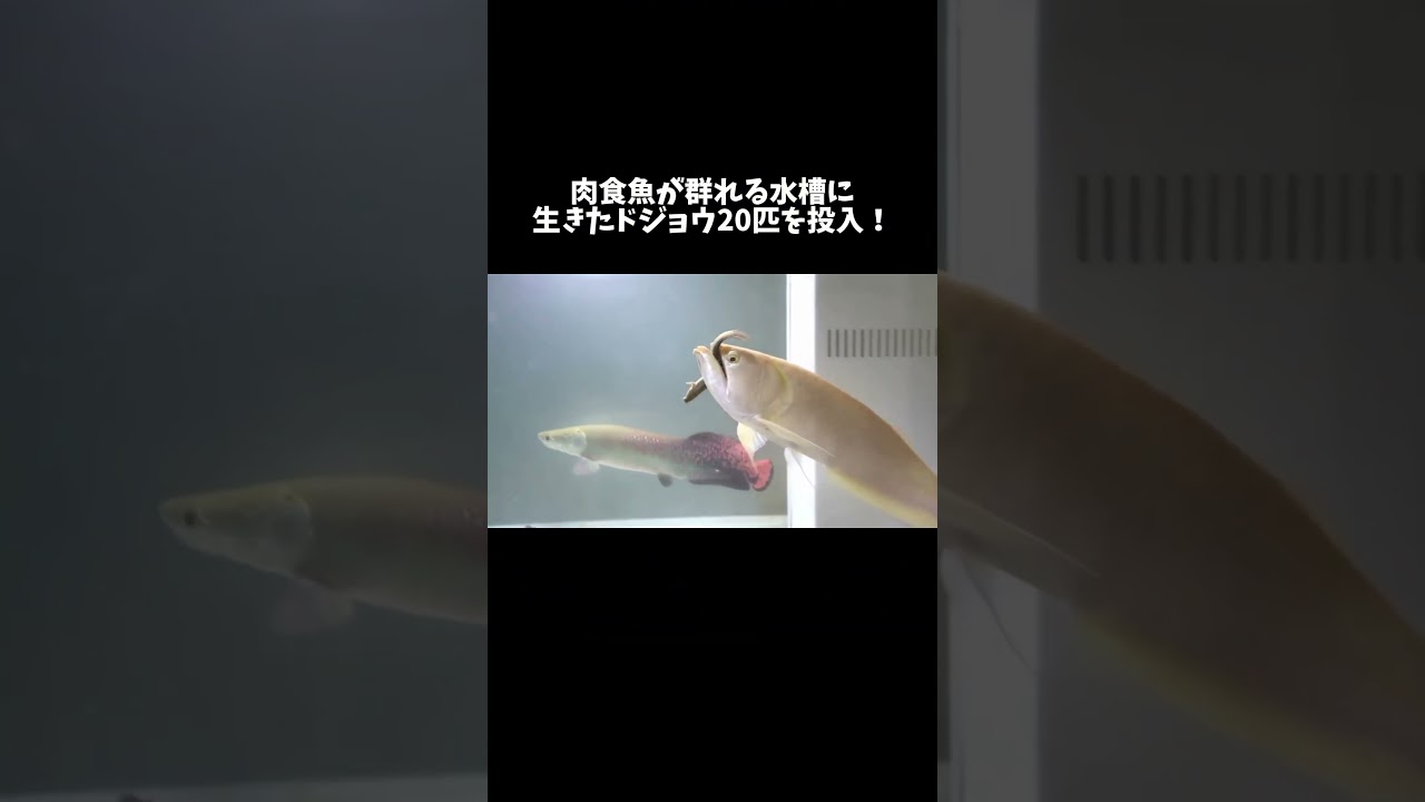 肉食魚が群れる水槽に生きたドジョウ20匹を投入！ #shorts