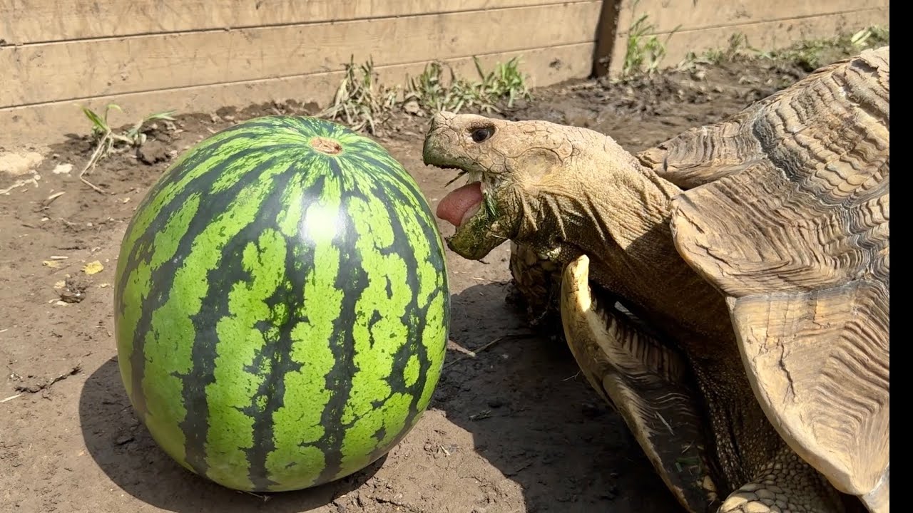 巨大リクガメにスイカ１玉あげてみた結果・・・！