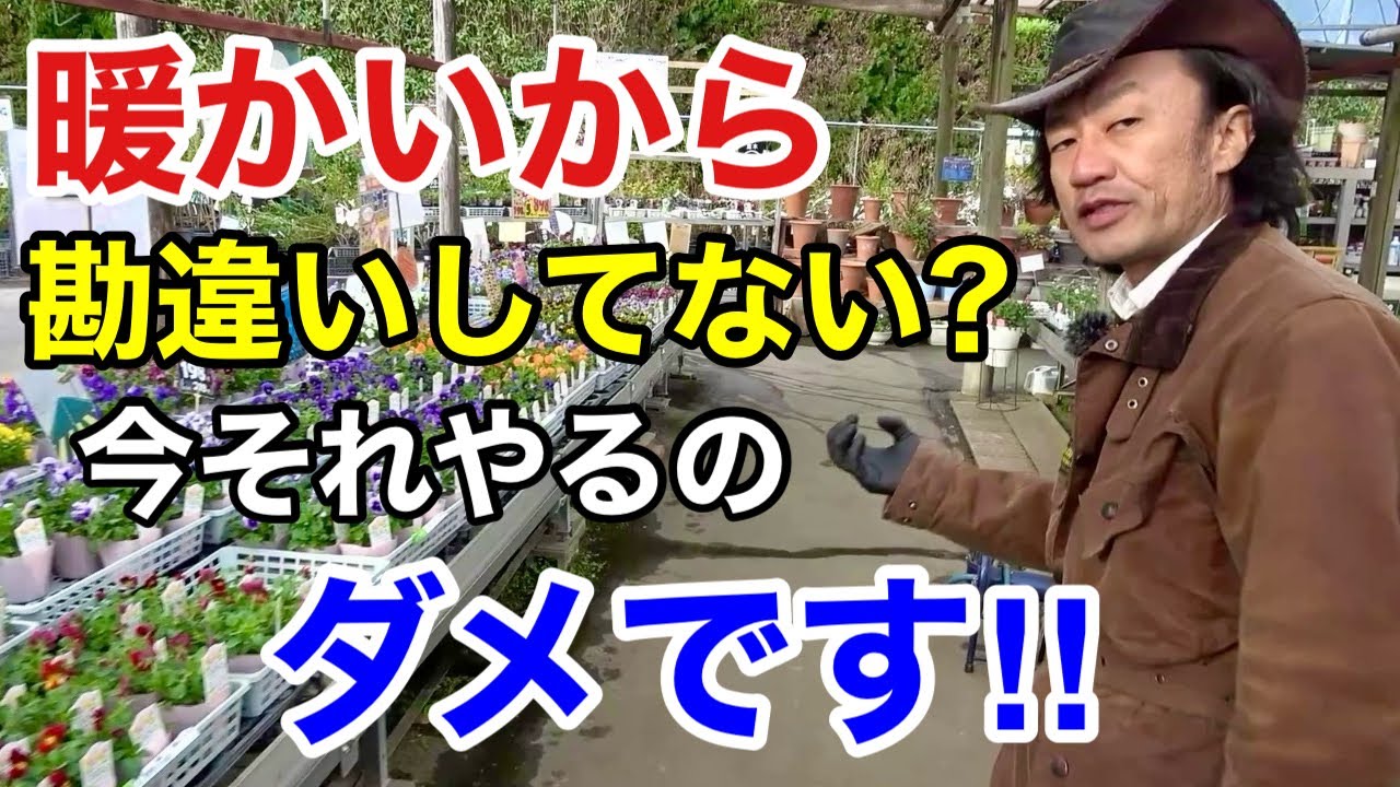 【お気をつけ下さい】12月にやってはいけない園芸作業があります　　【カーメン君】【園芸】【ガーデニング】【初心者】