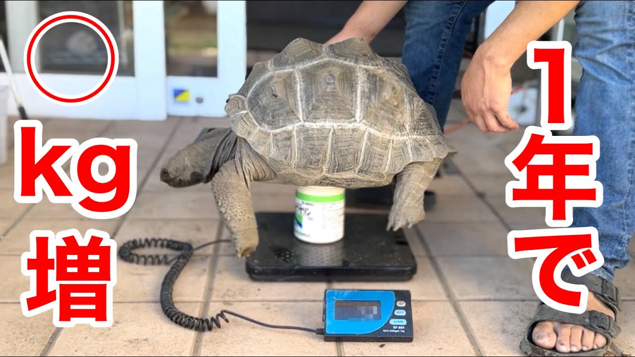 ゾウガメの身体測定をしたら１年の成長スピードが凄過ぎました