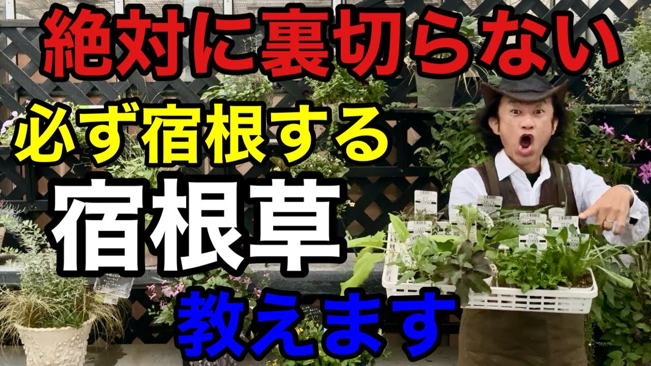 【宿根草は罠】初心者でも簡単にワンランク上げれる宿根草　10選　　　　　【カーメン君】【園芸】【ガーデニング】【初心者】
