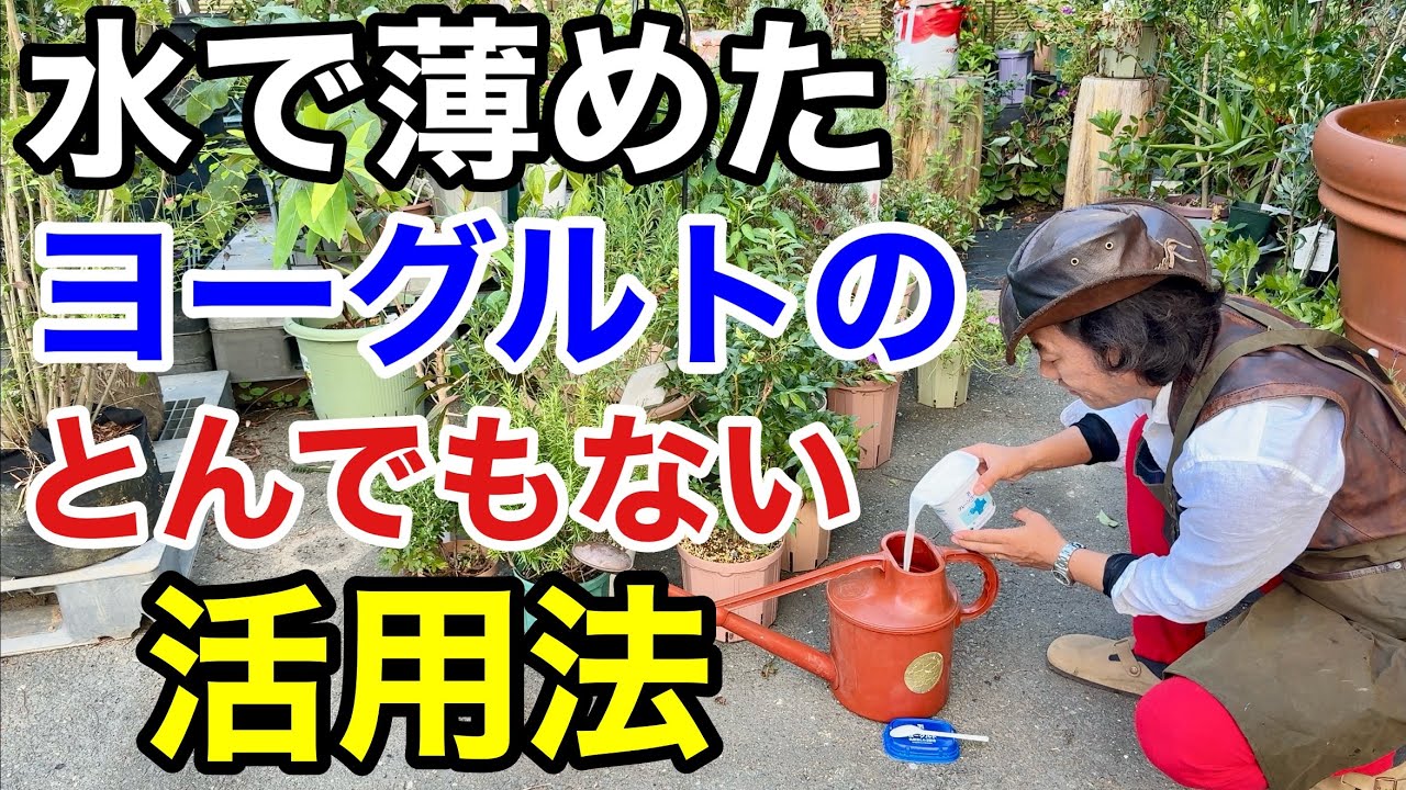 【目からウロコ】水で薄めたヨーグルトのとんでもない効果教えます　　　　　　　　　　　【カーメン君】【園芸】【ガーデニング】【初心者】