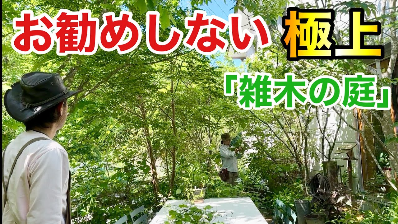 【嘘でしょ】　花より緑　小さな素敵な森の庭　　　　　【カーメン君】【個人庭】【宮地さん】