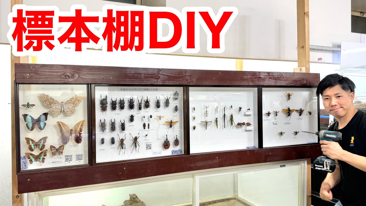 昆虫標本を飾るための棚をDIYで自作してみました