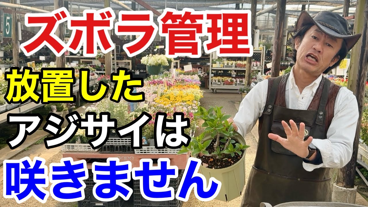 【それダメです】確実に咲かせるアジサイの管理法教えます　【カーメン君】【園芸】【ガーデニング】【初心者】