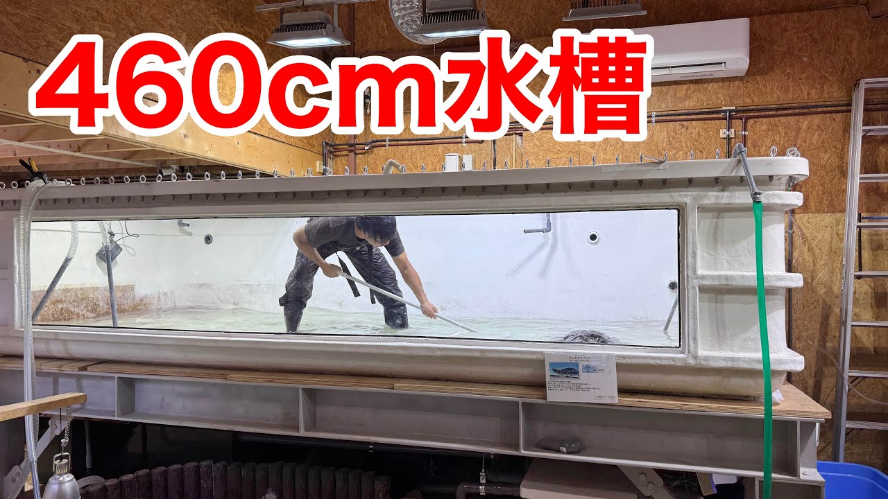 ４６０ｃｍの超巨大水槽の掃除が大変過ぎる・・・！