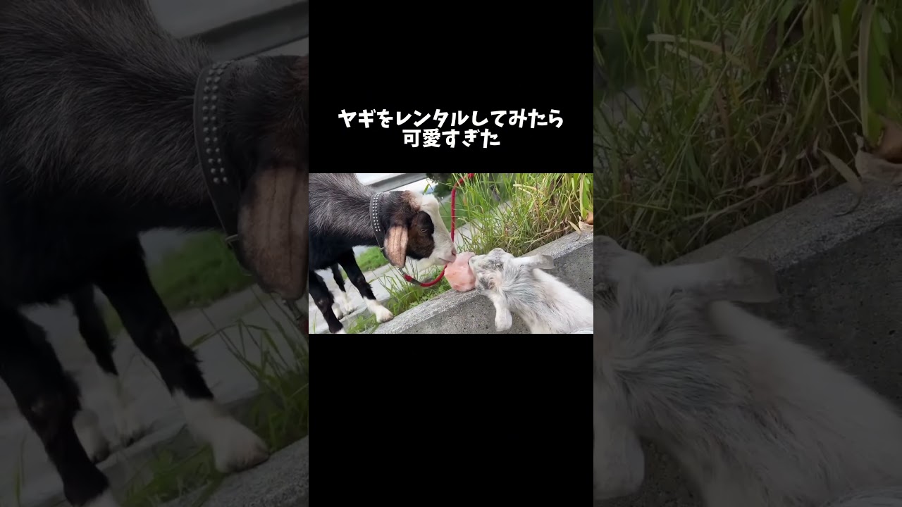 ヤギをレンタルしてみたら可愛すぎた #shorts