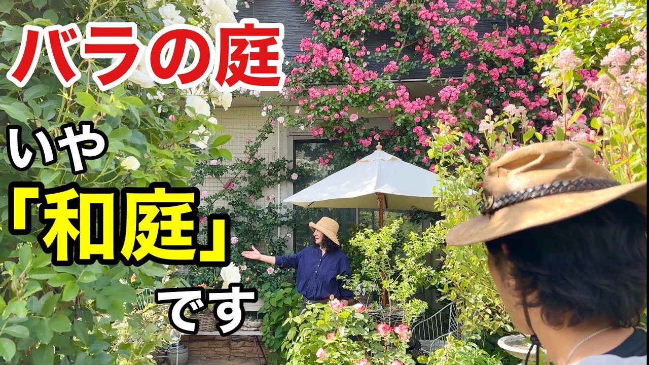 【圧巻】庭の松やマキは抜かなくても華麗なお庭は作れます　　【カーメン君】【玉ちゃん】【初心者】