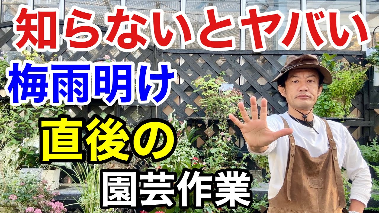【災害級の暑さ】梅雨明けこれをやらないと植物は枯れます　　　　　【カーメン君】【園芸】【ガーデニング】【初心者】