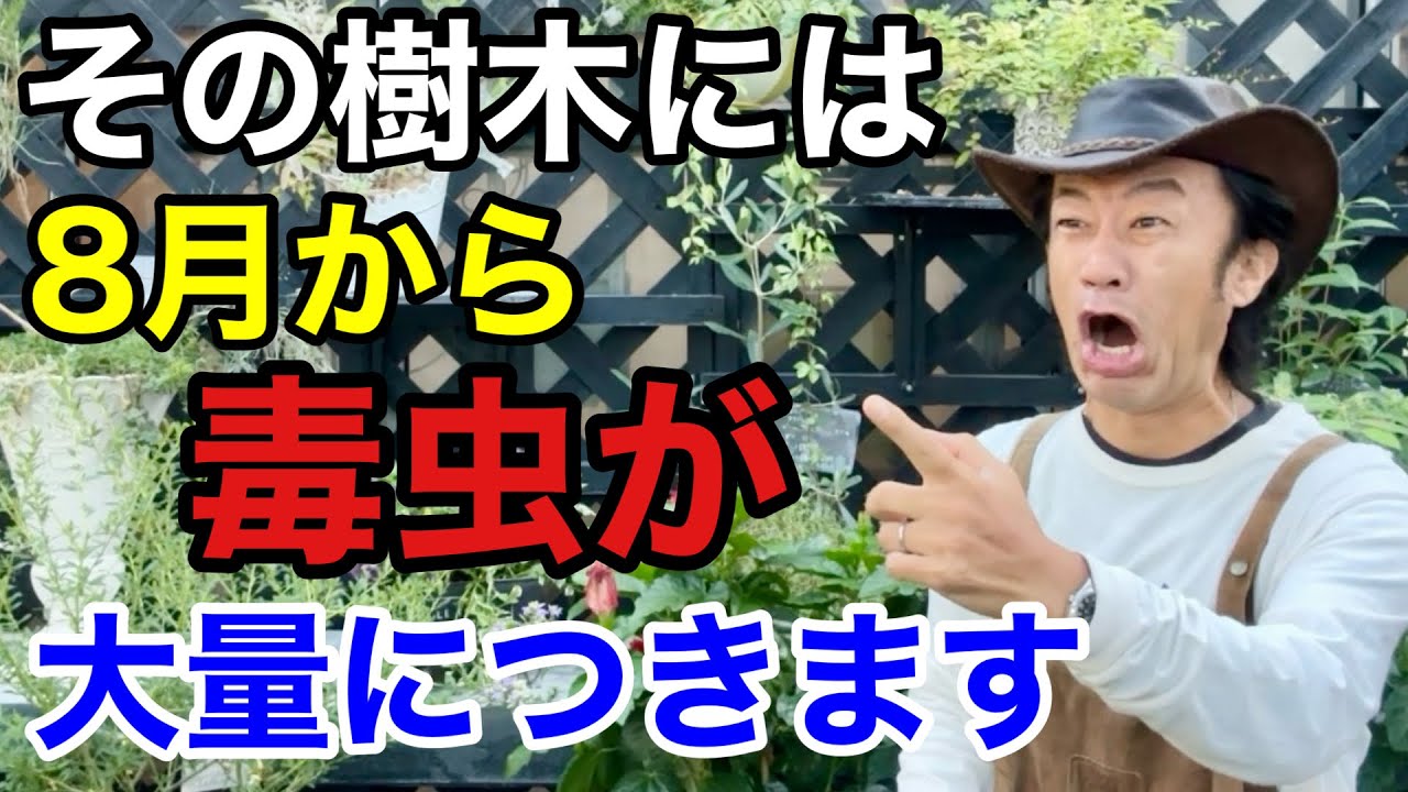 【刺されます】これらの木を植えている方は充分注意してください　　　　【カーメン君】【害虫退治】【猛暑】【初心者】