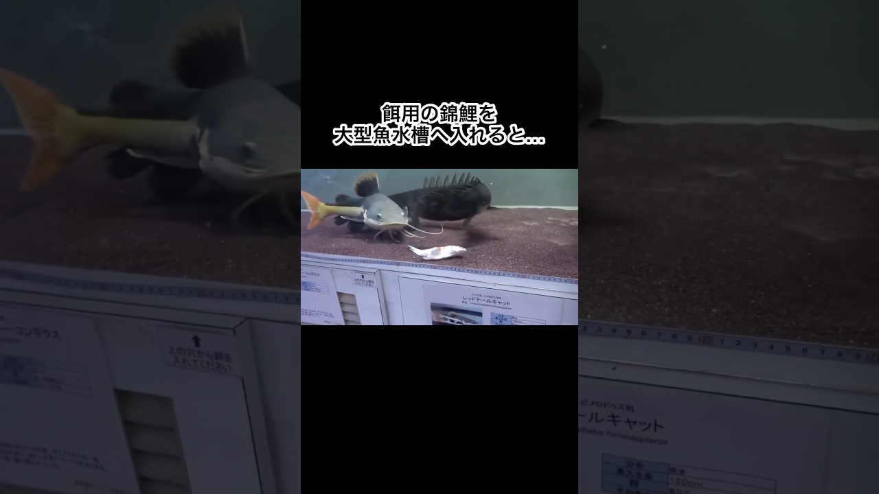 餌用の錦鯉を大型魚水槽へ入れると… #shorts