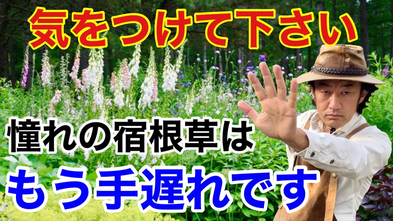 【失敗のもと】宿根草をこの時期に買ってはいけません　　　　　【カーメン君】【ガーデニング】【園芸】【初心者】
