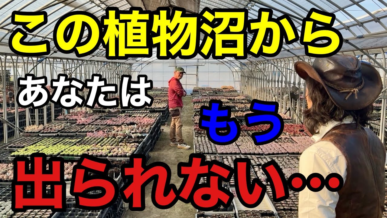 【見たら沼落ち】多肉植物の栽培が今日から１００倍楽しくなります。【おらいさん】【ミックスベリア】