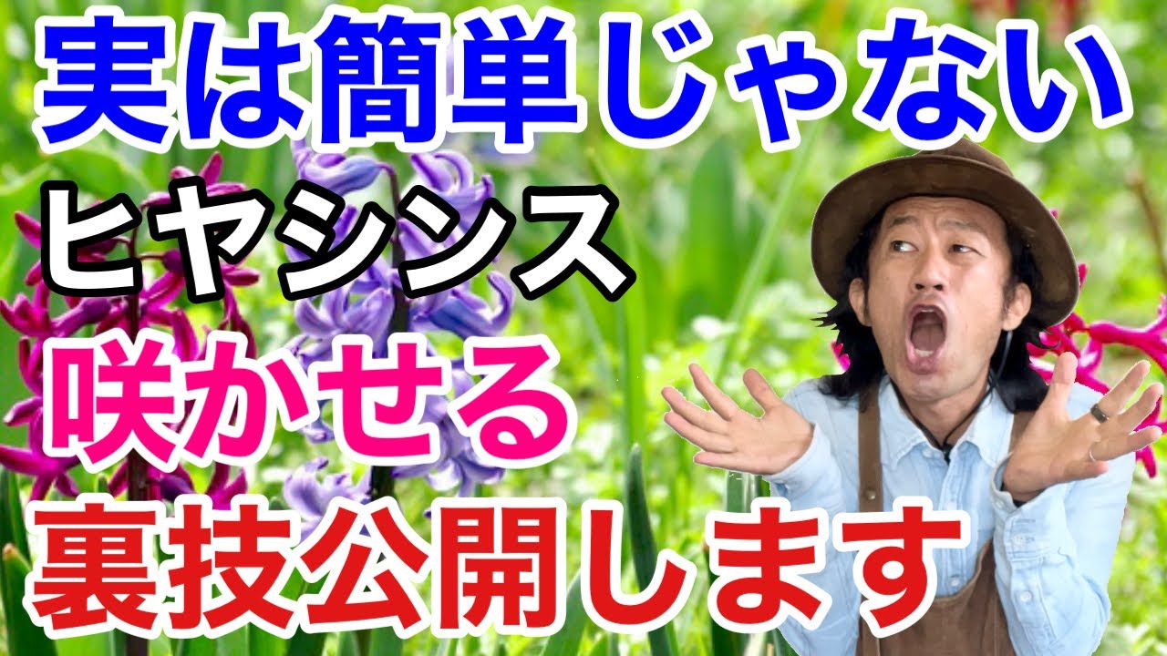 【知らなかった】必ず咲くヒヤシンスの賢い育て方　　　　　　【カーメン君】【園芸】【ガーデニング】【初心者】