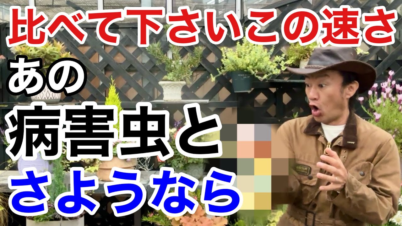 【凄い！速い！強い！】 今日から食品原料99.9%で病害虫を退治できます。        【カーメン君】【アース製薬】【ロハピ】【やさお酢】