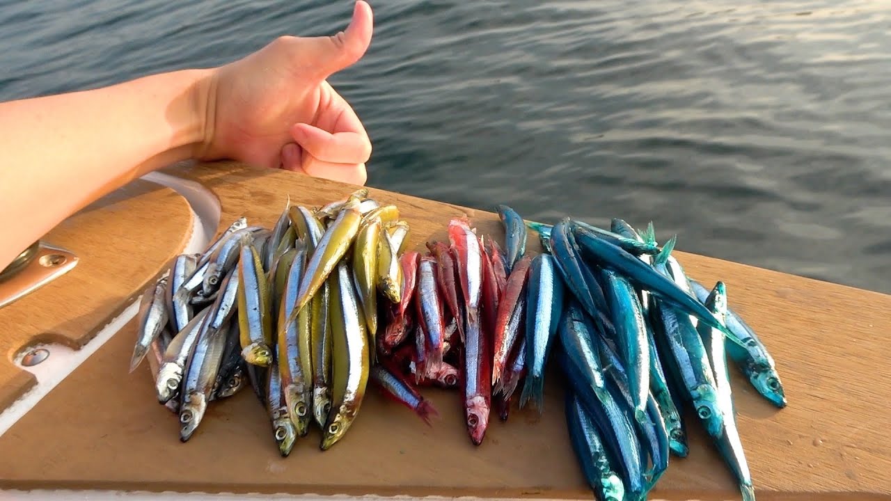 【マイボート】不気味な色の魚を海に落としたら、激うまな魚になって帰ってきた