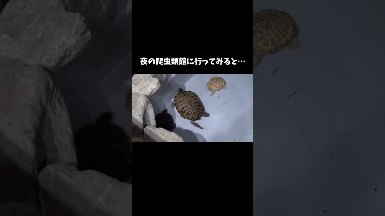 普段見られない夜の爬虫類館をお見せします　#shorts