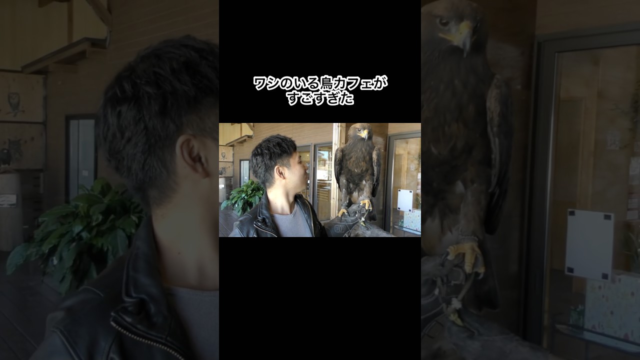 ワシのいる鳥カフェがすごすぎた #shorts