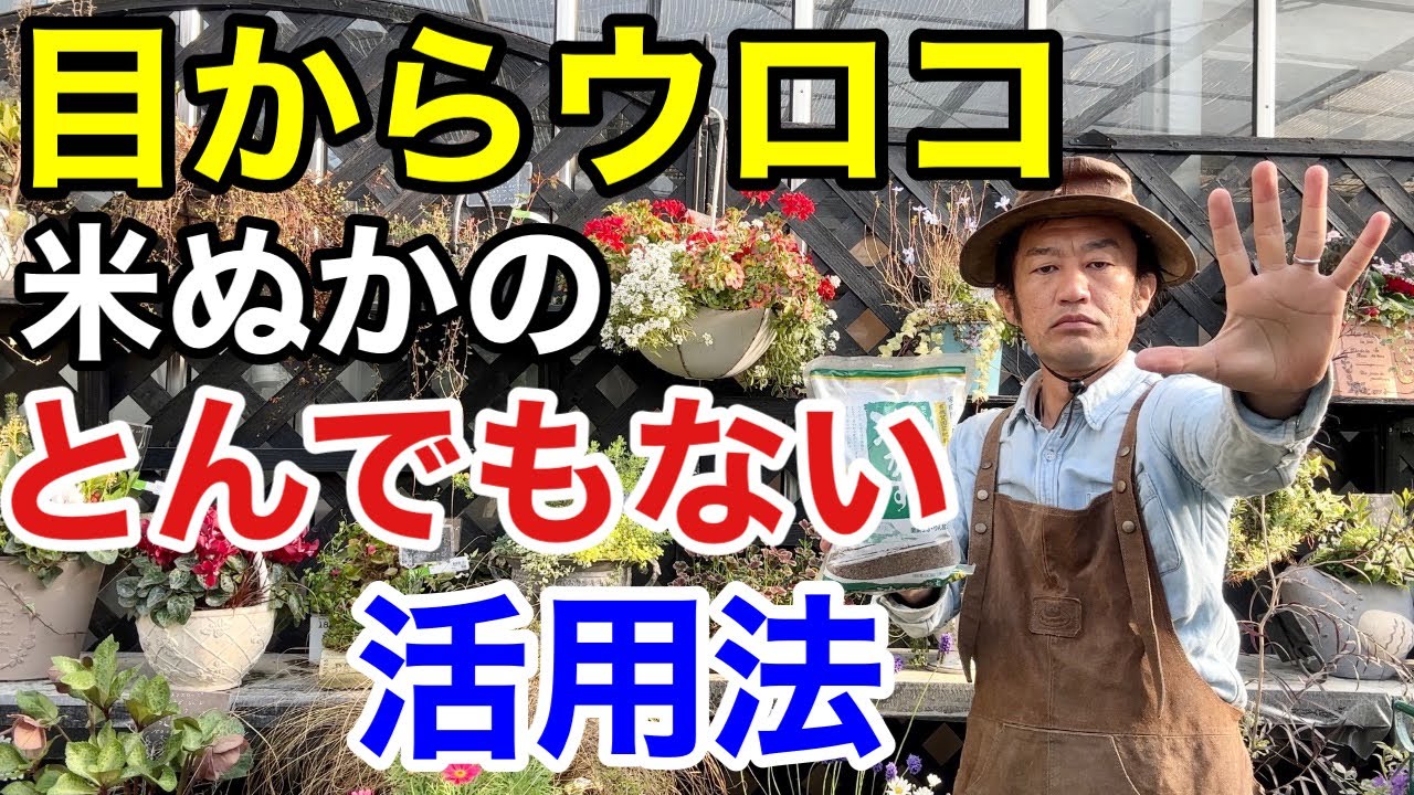 【禁断の裏技】知れば絶対使いたくなる米ぬかの活用方教えます　　　【カーメン君】【園芸】【ガーデニング】【ぼかし肥料】